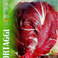Royal Chicory Palla Rossa 3 098