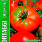 Royal Tomato Pantano Romanesco 328