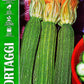 Royal Zucchino