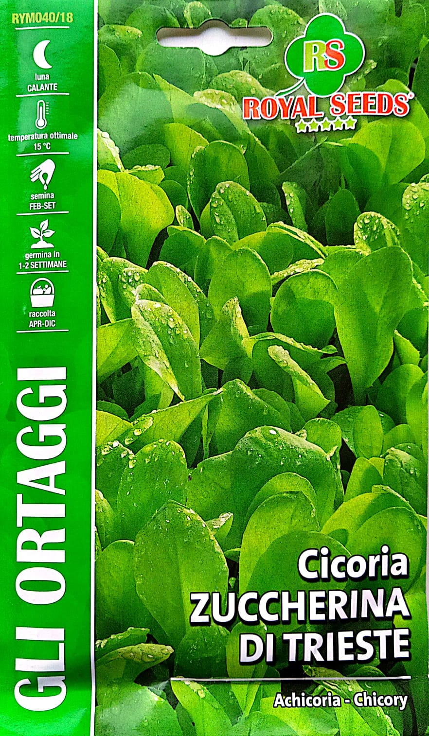 Royal Chicory Zuccherina Di Trieste 40/18