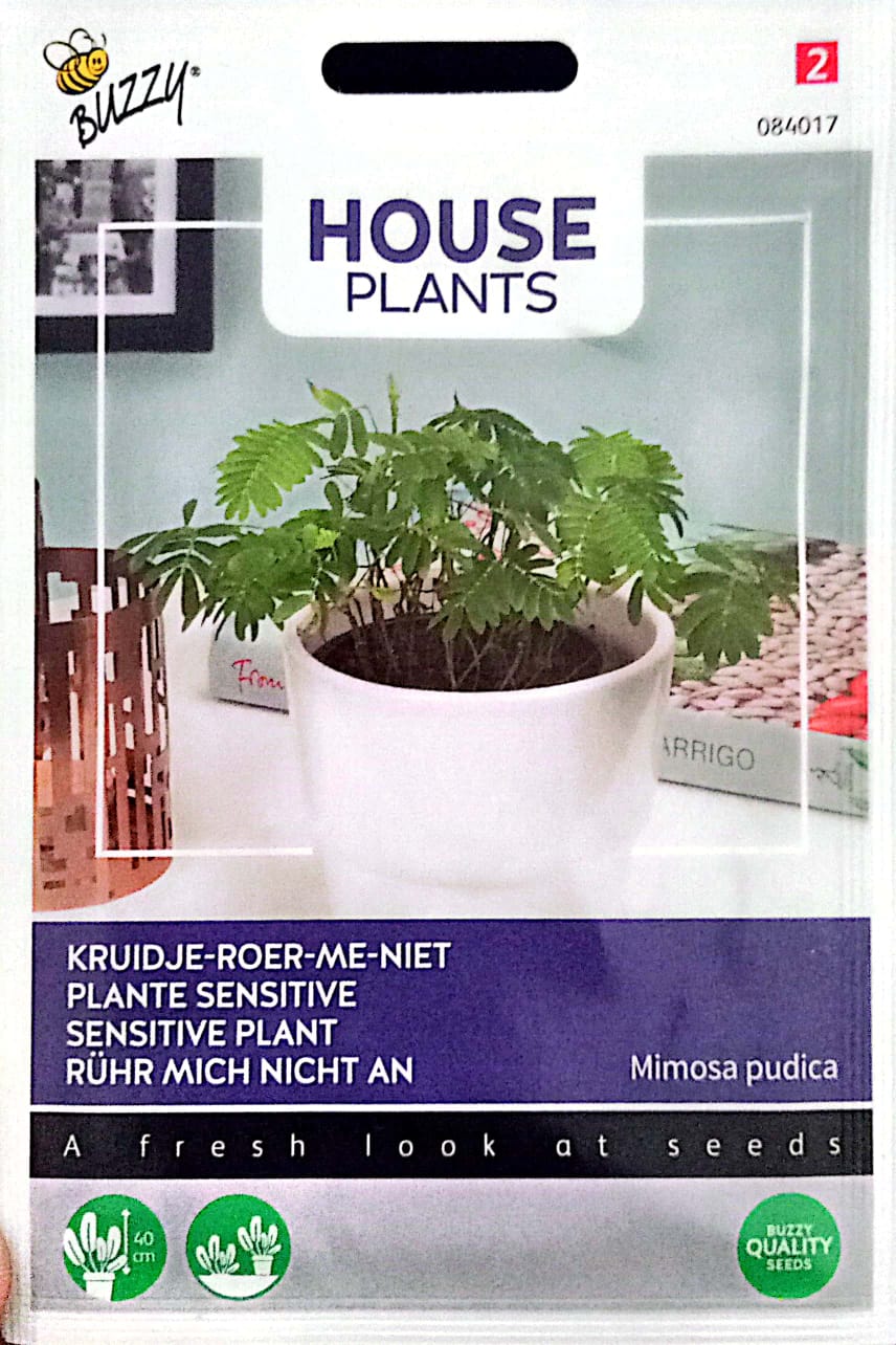 Buzzy Indoor Plant 084017