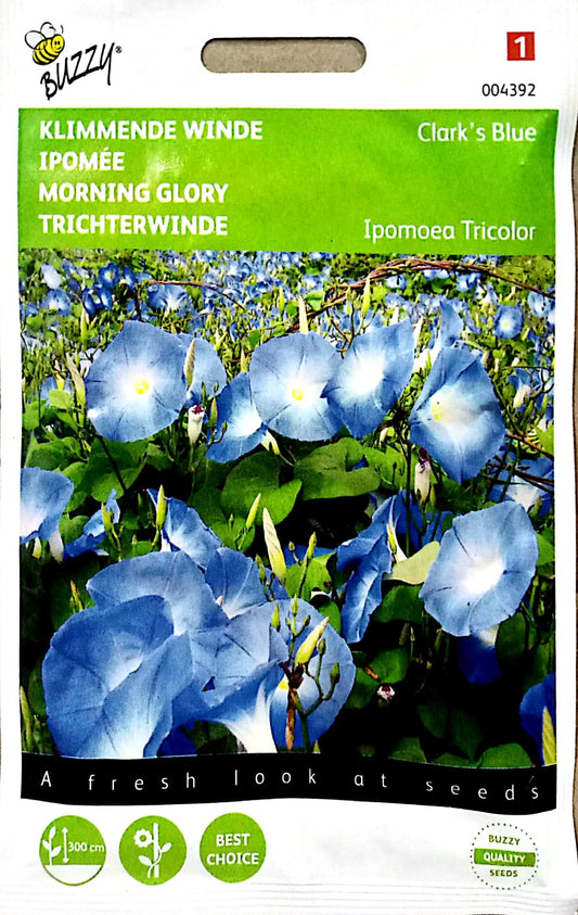 BUZZY MORNING GLORY BLUE 004392